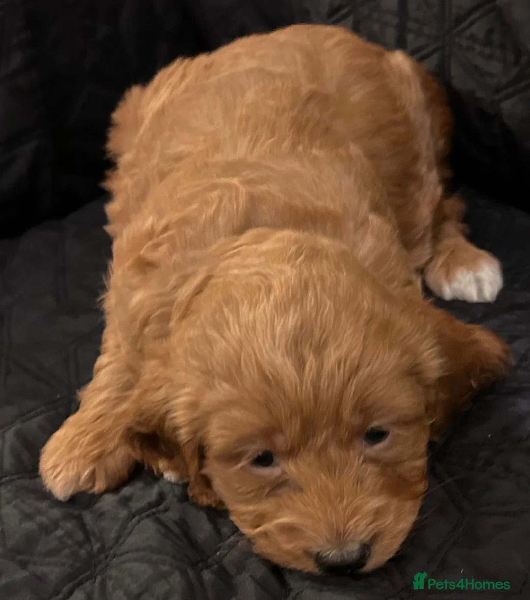 Cockapoo dogs for sale: STUNNING RED F1 HEALTH CHECKED COCKAPOOS - Advert 17