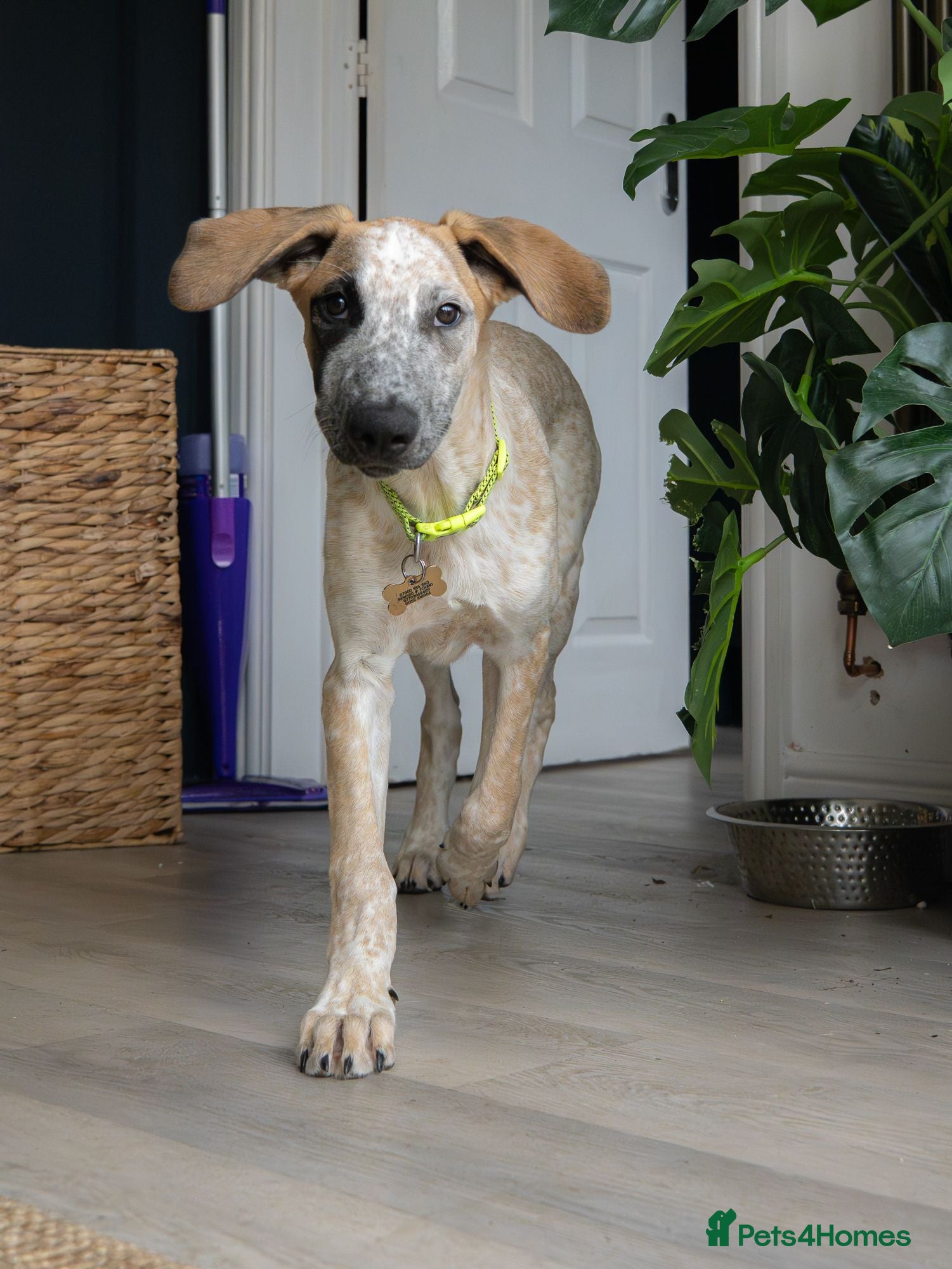 Mixed Breed dogs Brilliant Benji - Advert 1