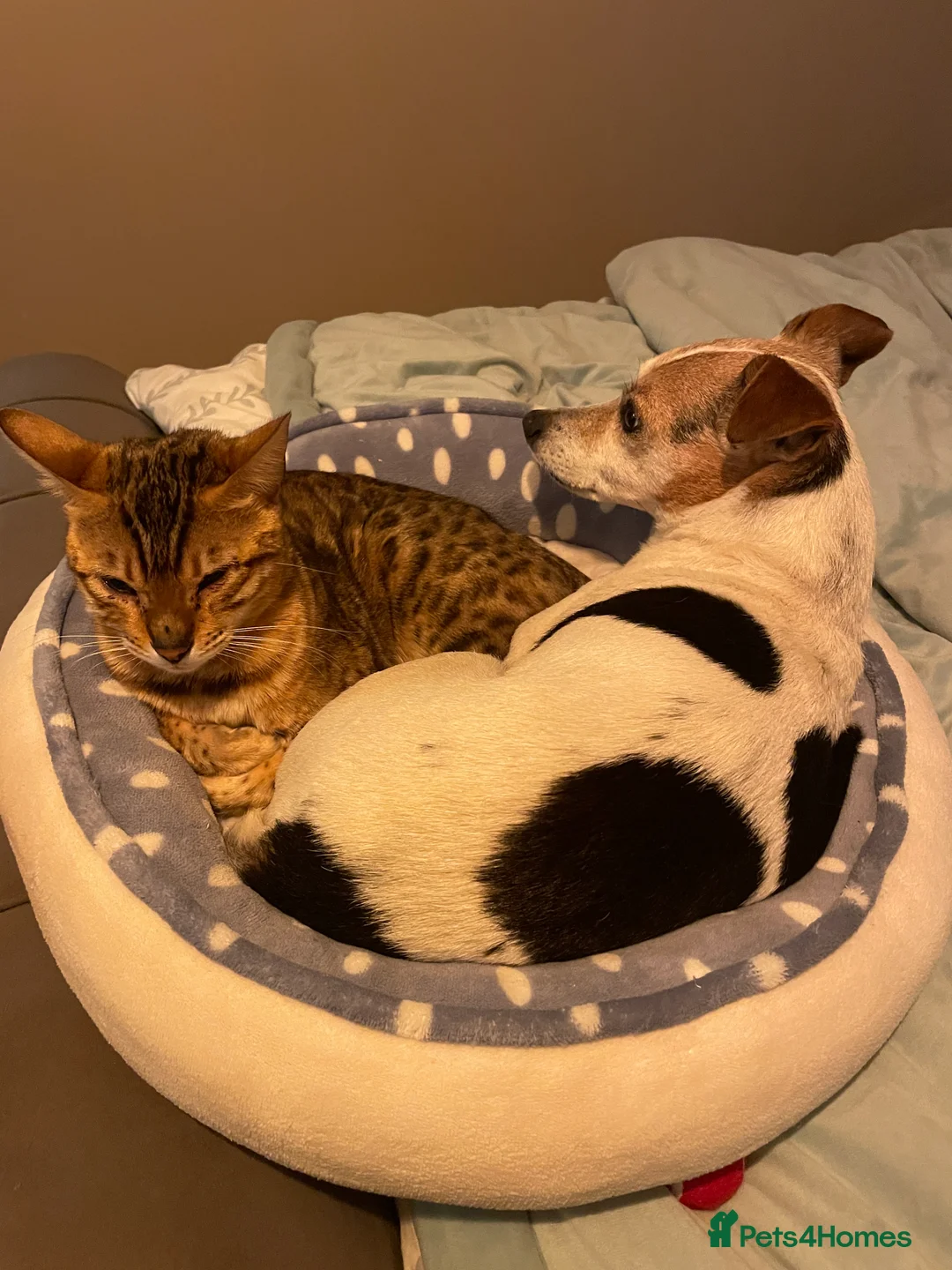 Bengal cats for sale: Pure Bengal Kittens  - Advert 7