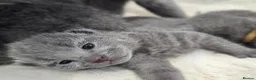 Russian Blue cats for sale: Purebred Russian Blue Kittens - Advert 6