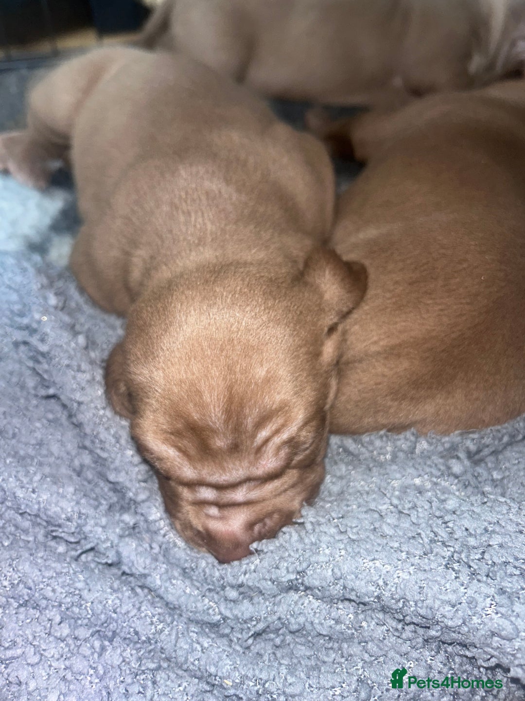 Mixed Breed dogs for sale: Weimaraner Mix Puppies - Image 6
