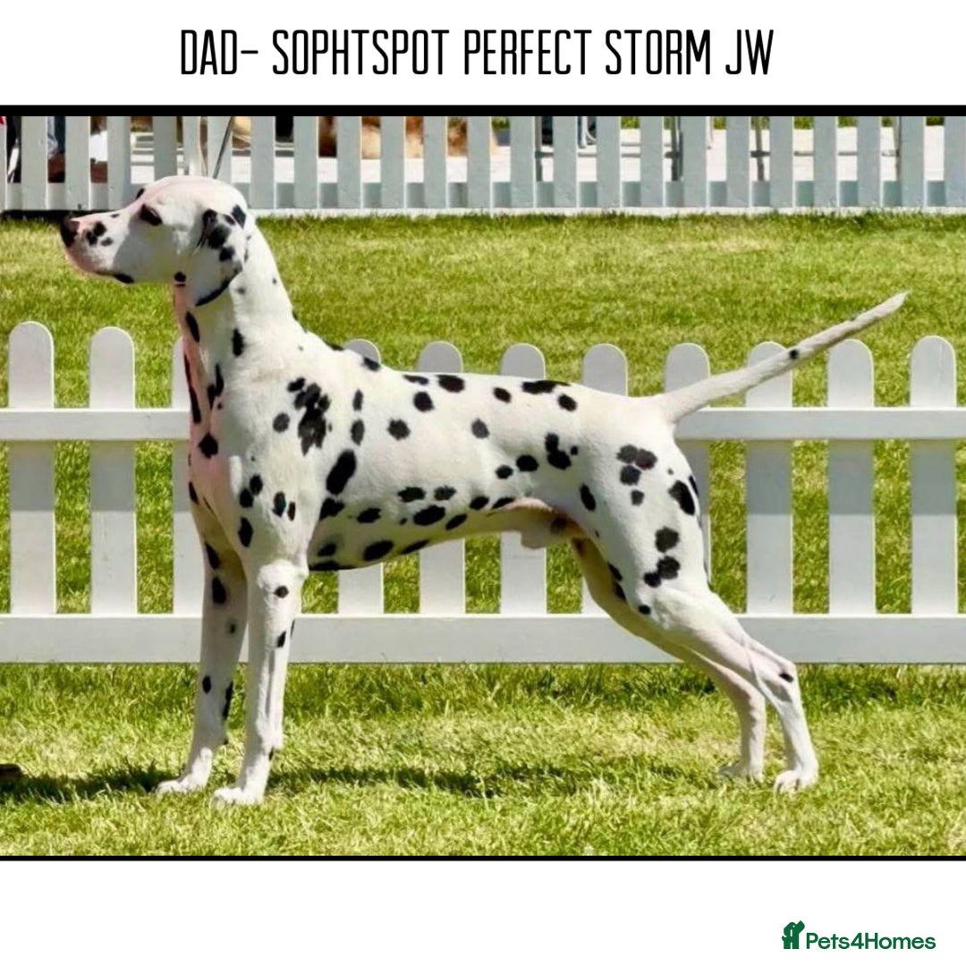 Dalmatian dogs for sale: KC Registered Dalmatian Puppies  - Advert 12