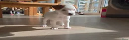 Jack Russell dogs for sale: Exquisite litter of Jack Russell Pups 🐾  - Advert 31