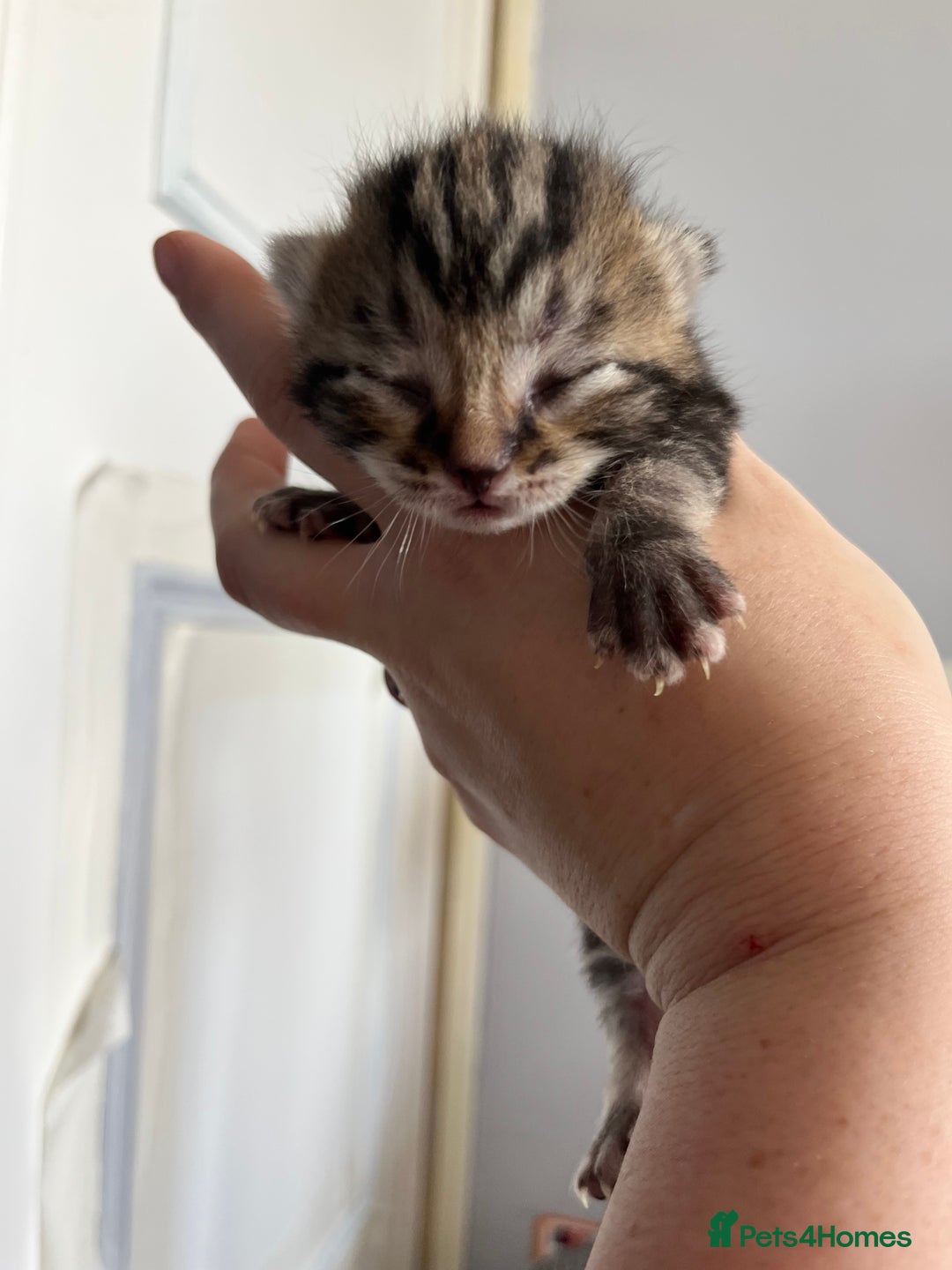 British Longhair cats for sale: 2 beautiful boys 💙💙 - Image 2