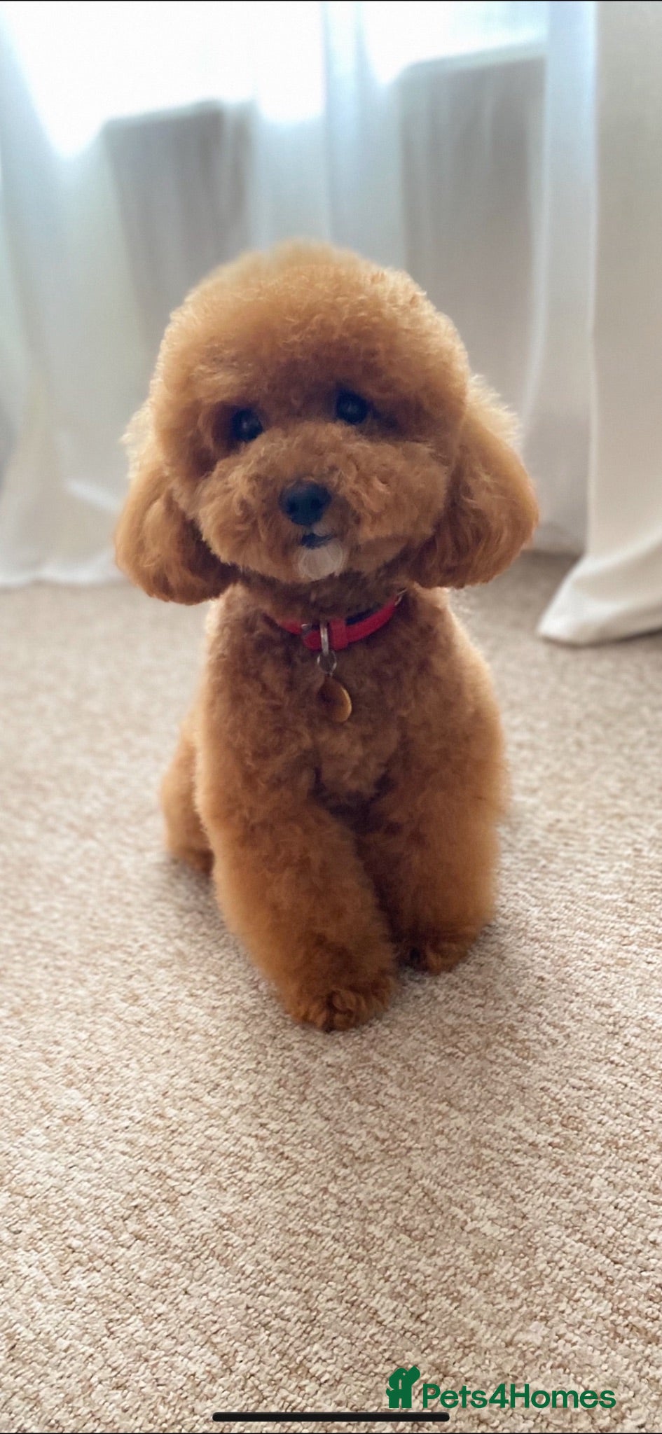 Toy Poodle dogs 3 Tiny Red Toy Poodle Boys | KC Registered ⭐️ - Advert 1