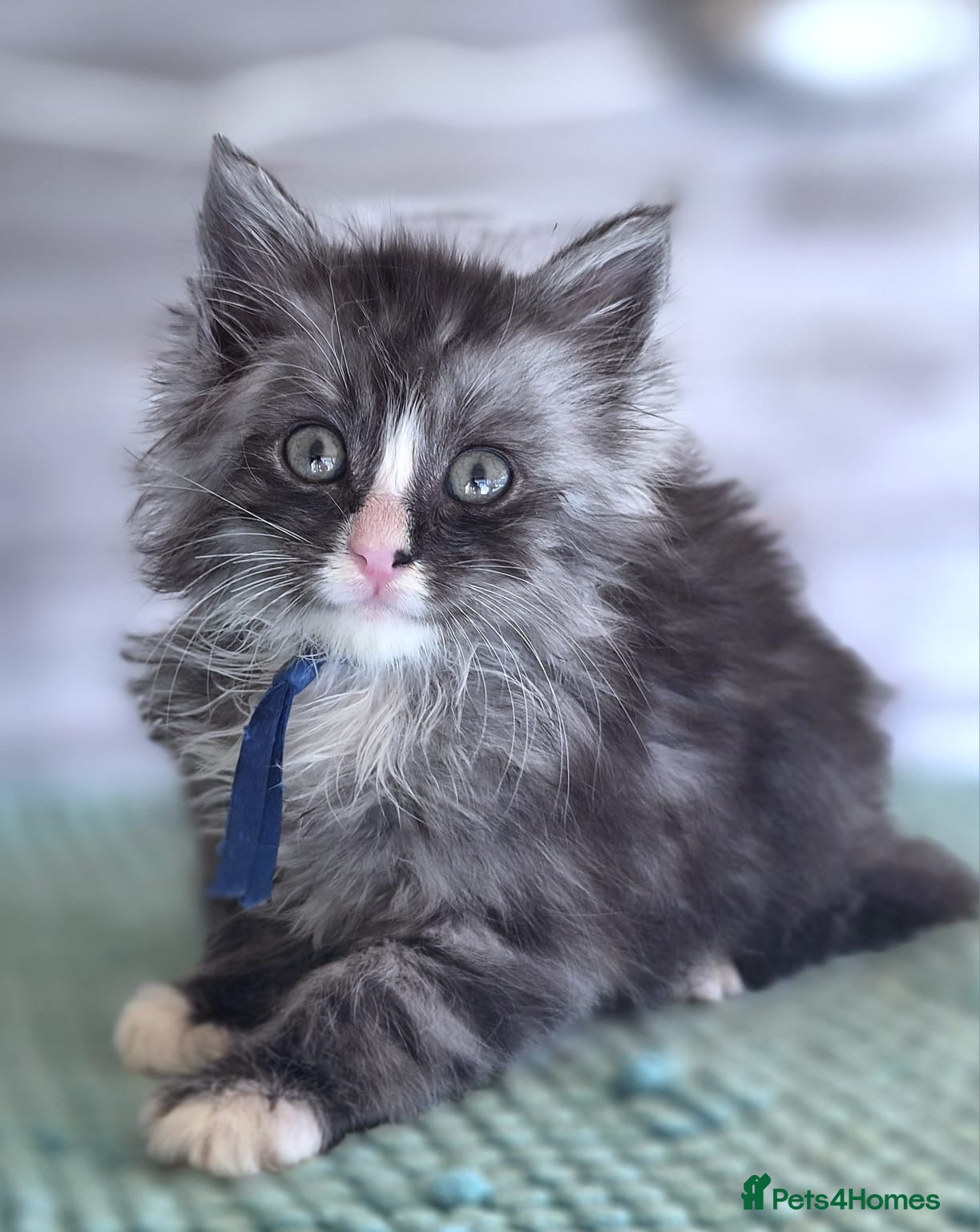 Maine Coon cats Last 3 Girls my Stunning Maine Coon X Kittens - Advert 2