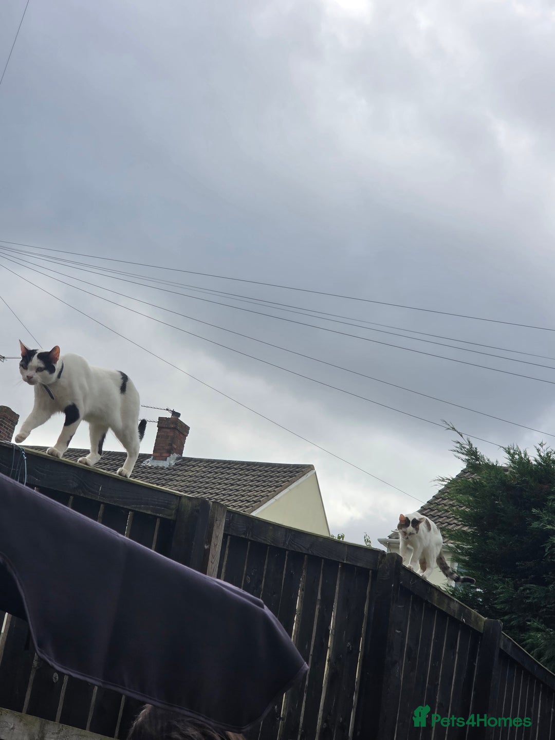 Mixed Breed cats for sale: Two male cats - Image 9