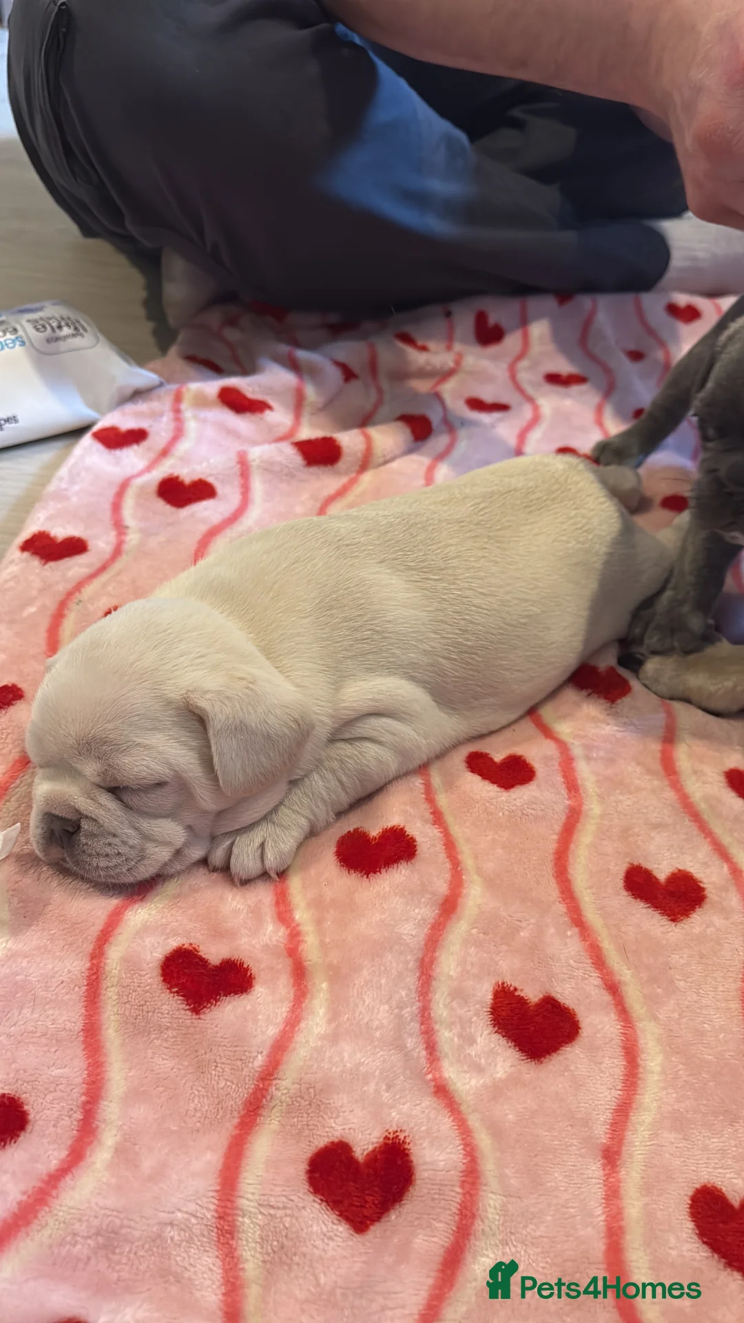 French Bulldog dogs for sale: Platinum girl for sale in North Walsham - Advert 3