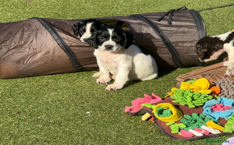 English Springer Spaniel dogs - Advert 8