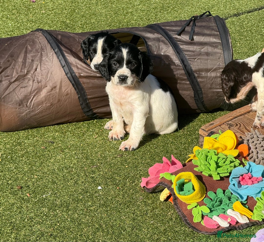 English Springer Spaniel dogs for sale: Kc reg  dna tested springer spaniels  - Image 6