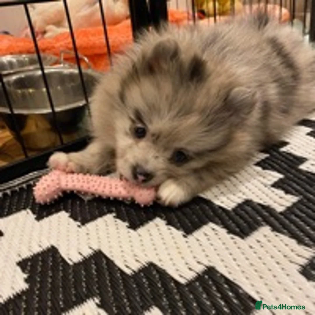 Pomeranian dogs for stud: Chocolate Merle Stud Health Tested in Dartford - Advert 12