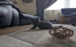 British Shorthair cats for sale: British Shorthair  - Image 5
