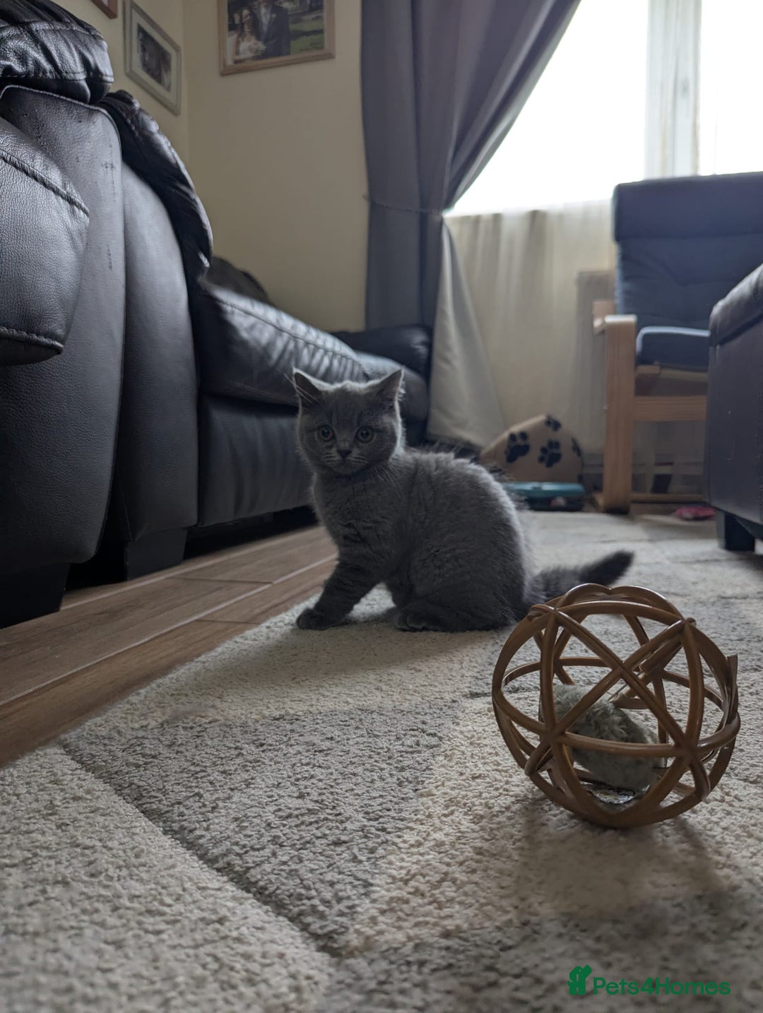 British Shorthair cats for sale: British Shorthair  - Image 5