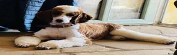 Mixed Breed dogs for sale: Rare Red Tuxedo Moyen Poodle - Advert 4