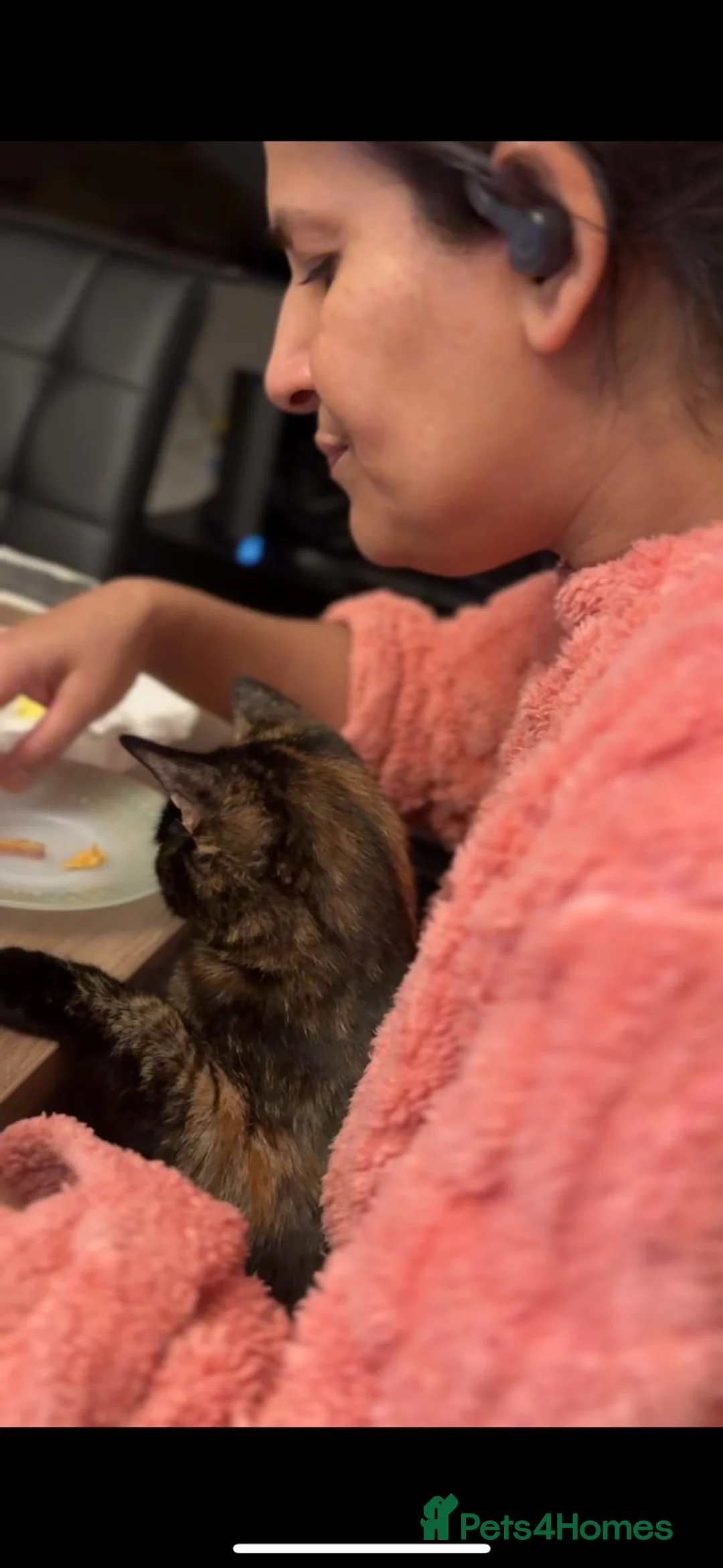 British Shorthair cats for sale: Miss  in Luton - Advert 3