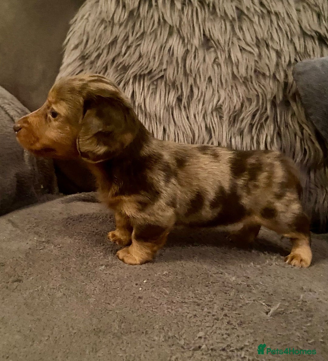 Miniature Dachshund dogs for sale: Stunning Miniature Daschund - Advert 8