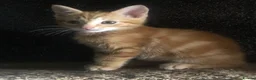 Domestic Shorthair cats for sale: Loving gorgeous kittens ready for new ho e - Advert 4