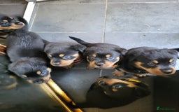Rottweiler dogs for sale: Rottweiler puppy's 2 boys 5 girls - Image 2