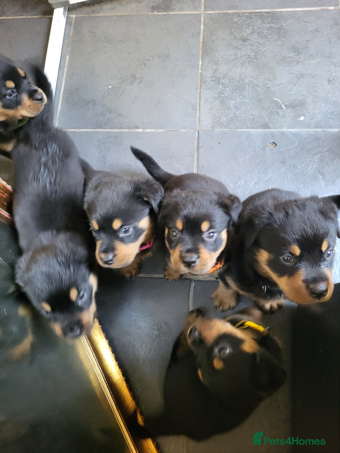 Rottweiler dogs for sale: Rottweiler puppy's 2 boys 5 girls - Image 2