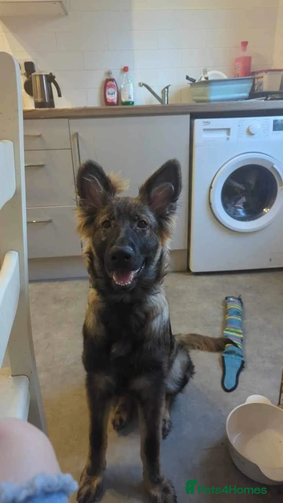 Mixed Breed dogs for sale: Belgian shepherd puppies - Advert 1