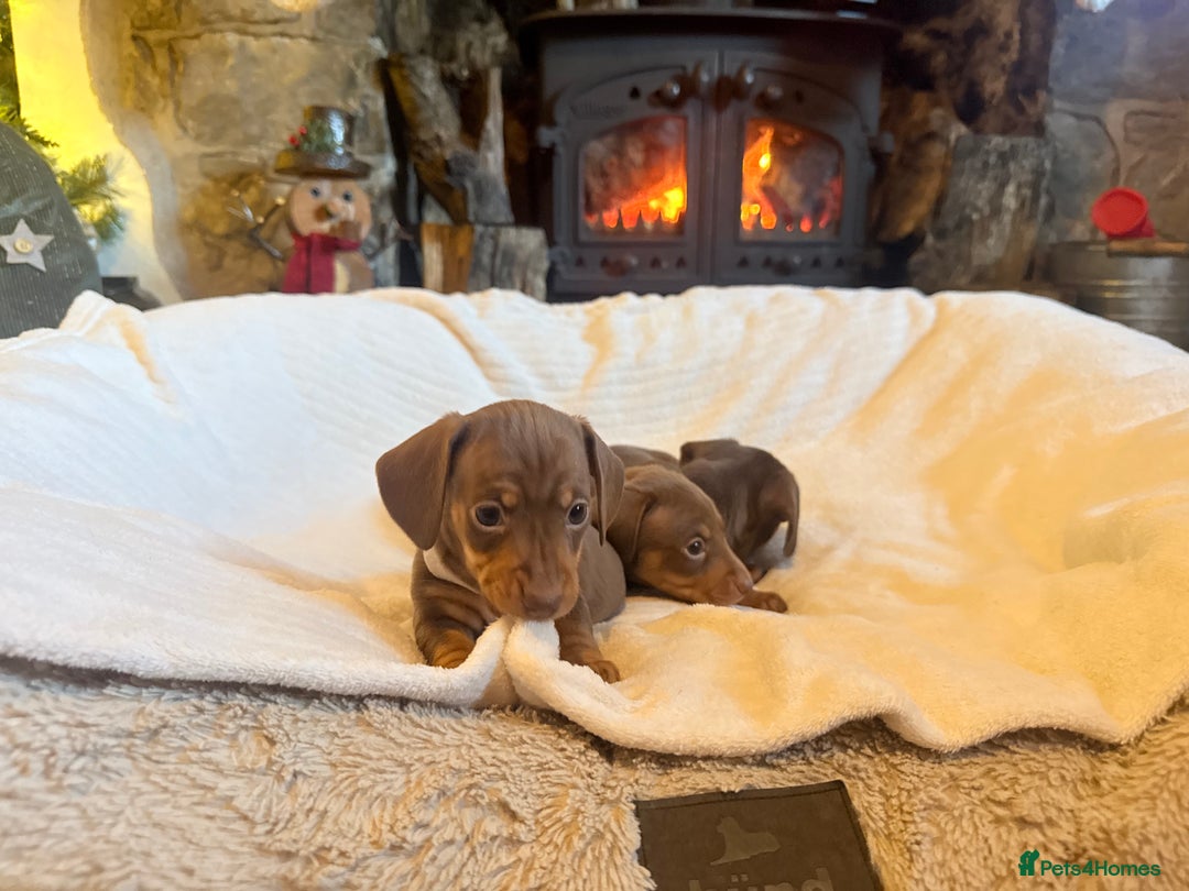 Miniature Dachshund dogs for sale: Gorgeous Chocolate & tan Miniature Dachshunds - Advert 4