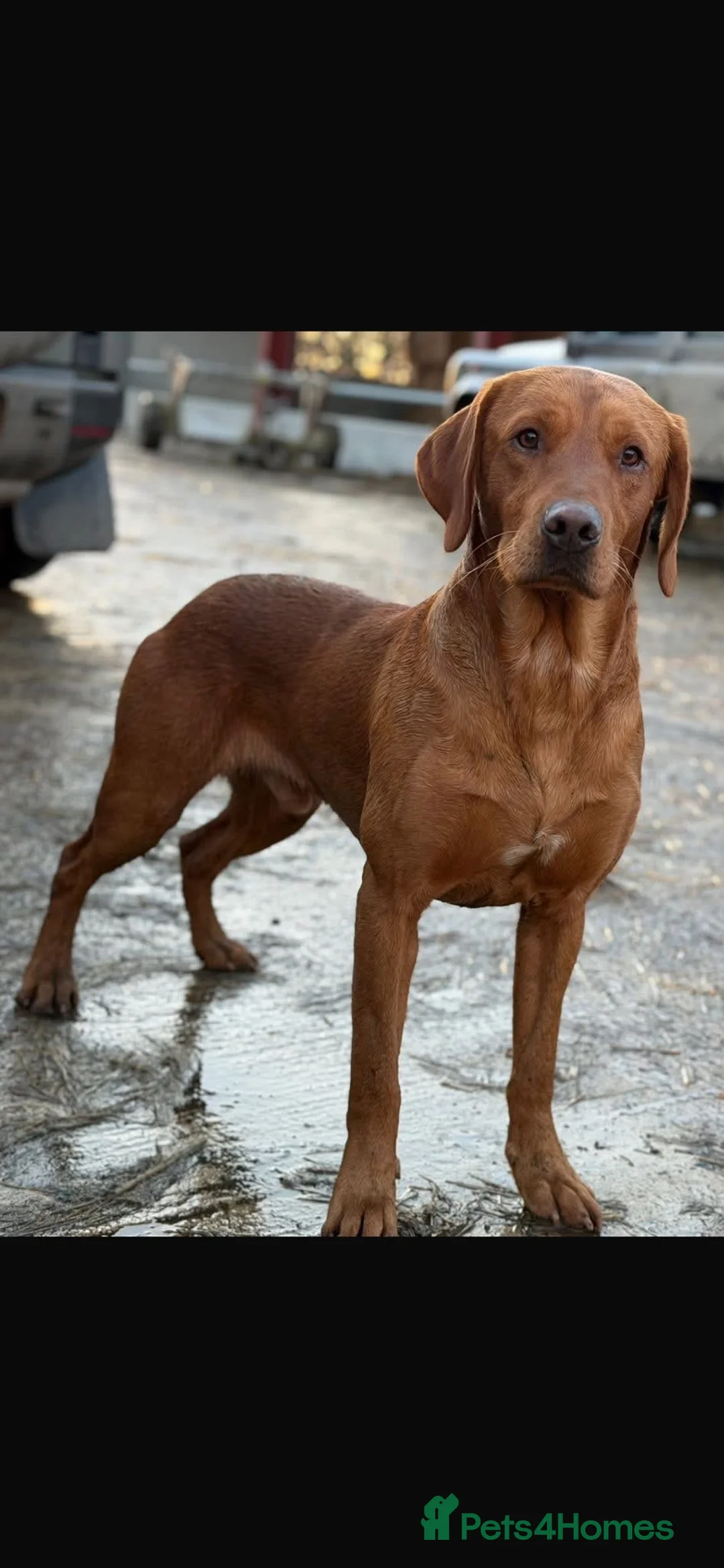 Labrador Retriever dogs for sale: Labrador puppies  - Advert 9