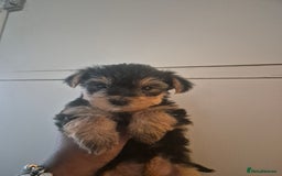 Yorkshire Terrier dogs for sale: 3 beautiful yorkies puppies - Image 4