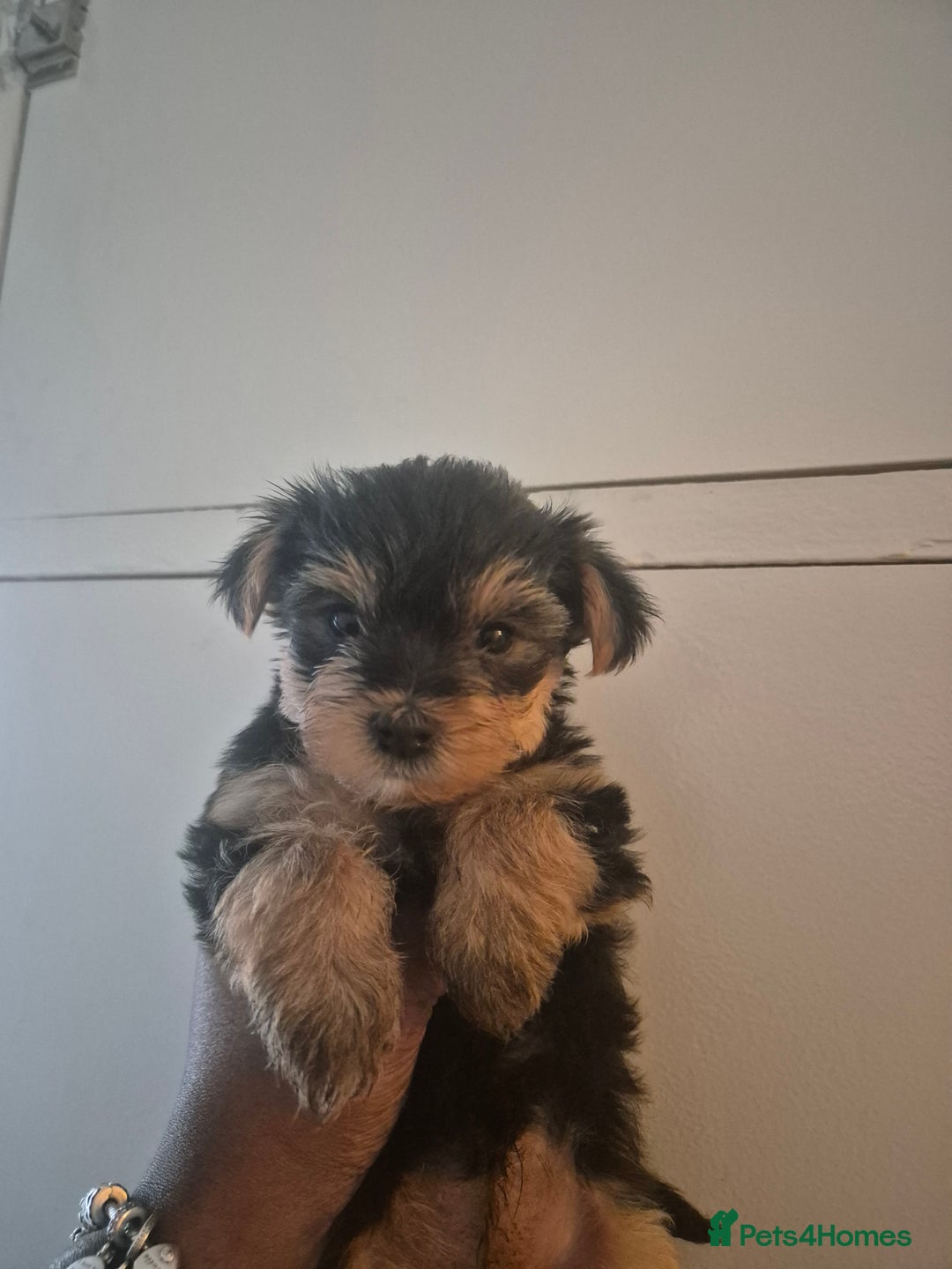 Yorkshire Terrier dogs for sale: 3 beautiful yorkies puppies - Image 4