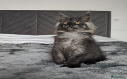 Maine Coon cats for sale: European Maine coon Kittens - Image 17