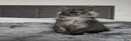 Maine Coon cats for sale: European Maine coon Kittens - Advert 9