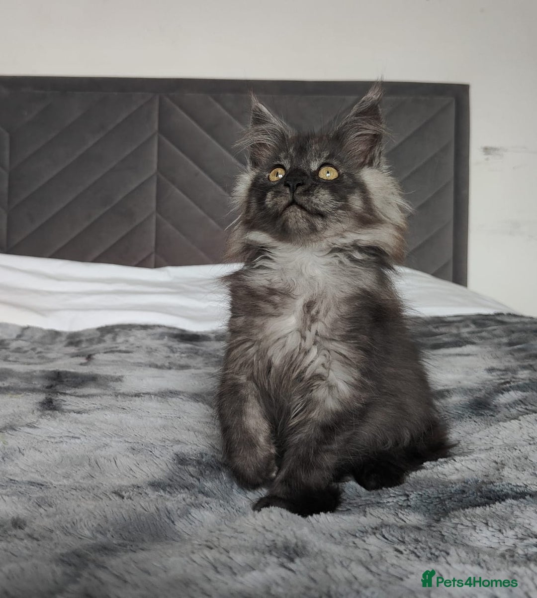 Maine Coon cats for sale: European Maine coon Kittens - Image 17