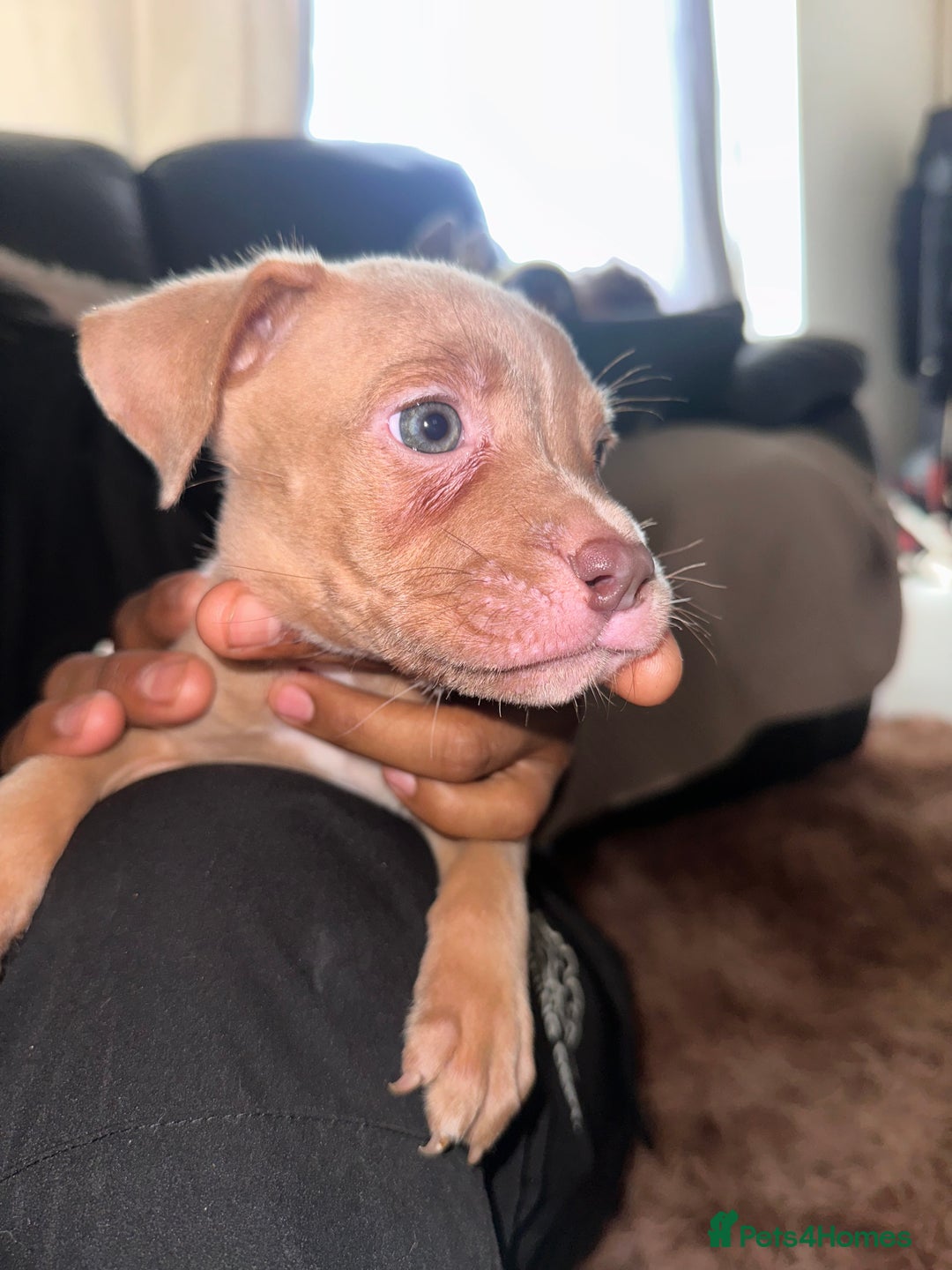 Mixed Breed dogs for sale: Mixed breed for cheap  - Image 13