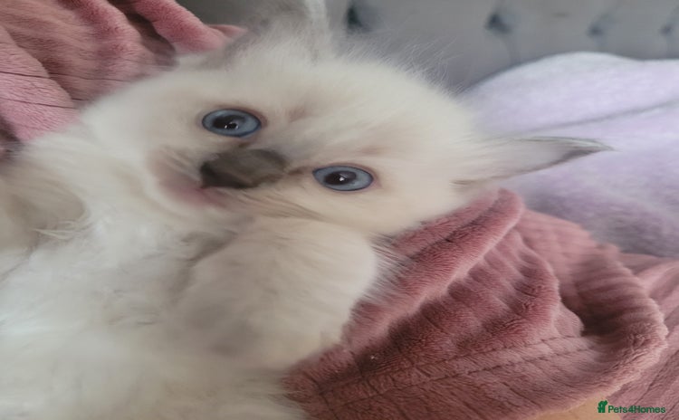 Ragdoll cats - Advert 4