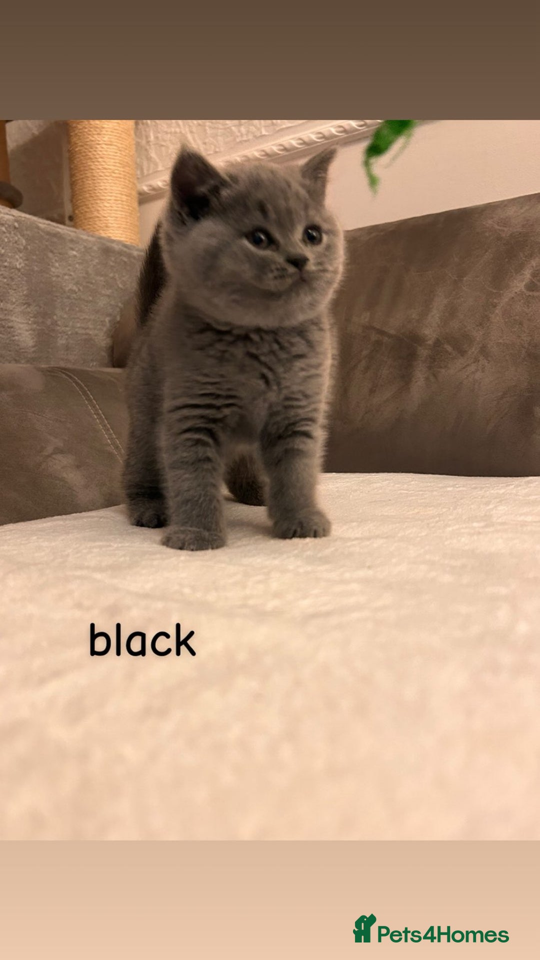 British Shorthair cats for sale: Beautiful British Shorthair kittens for sale😻😻 - Advert 7