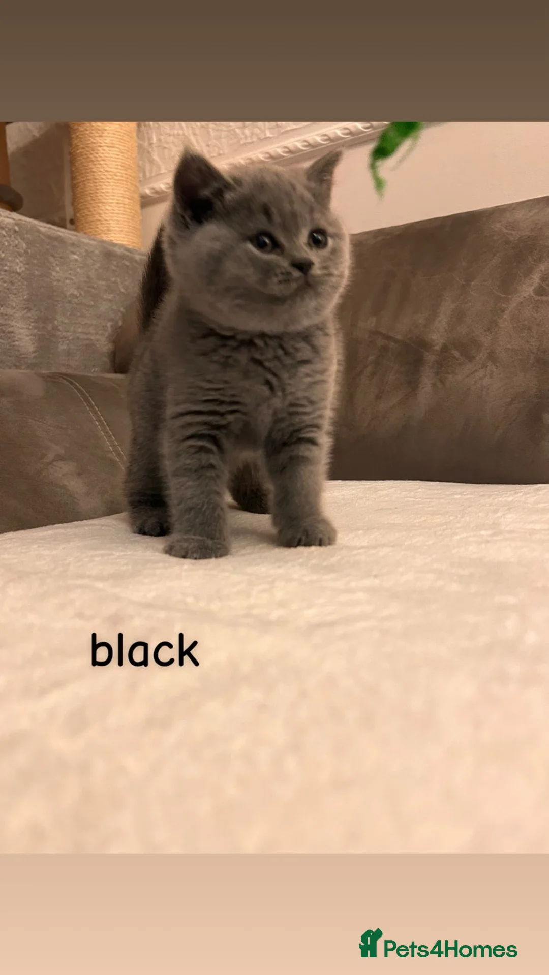 British Shorthair cats for sale: ! ALL SOLD ! British Shorthair kittens - Advert 11