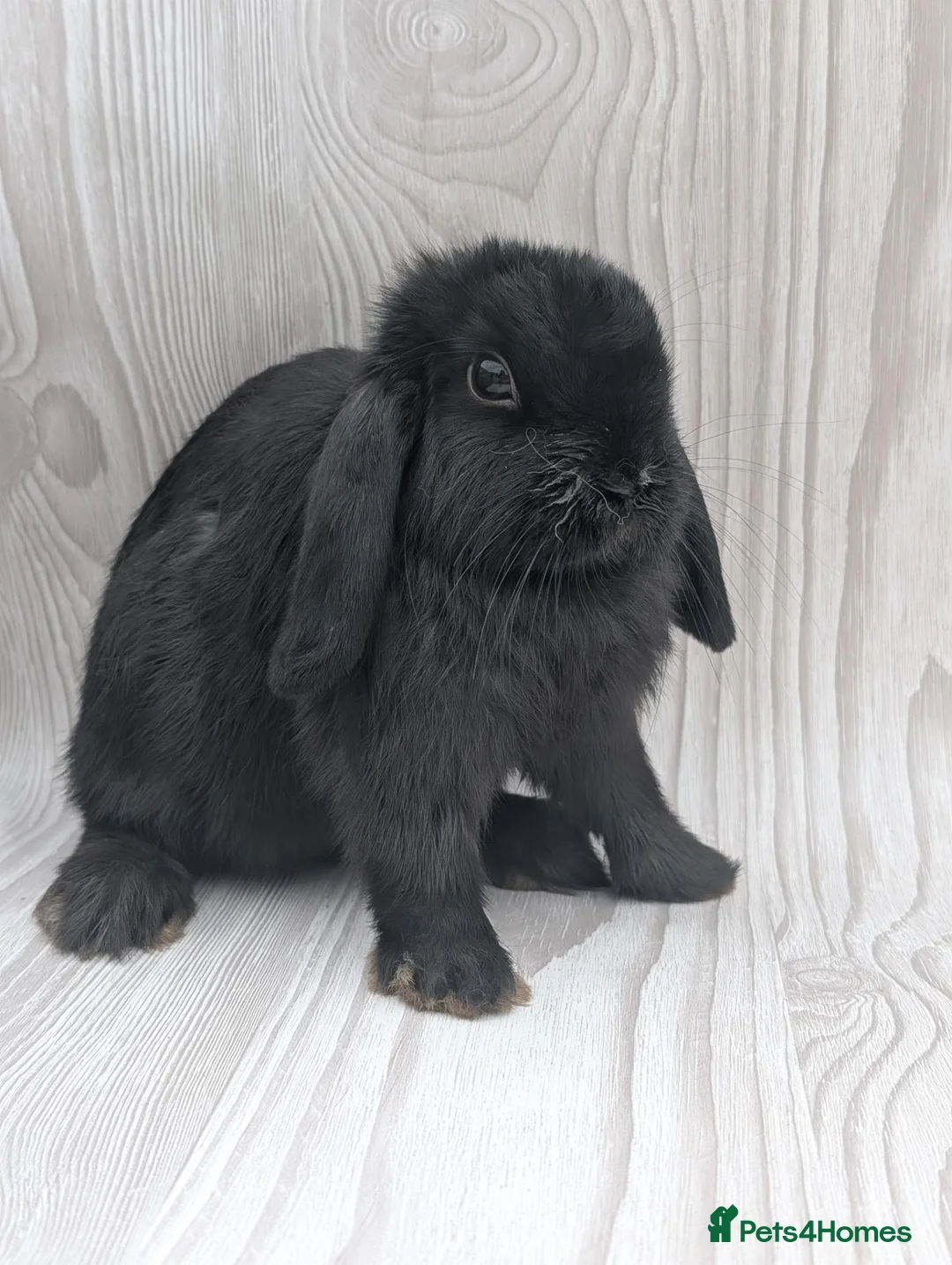 Mini Lop rabbits for sale: Mini lop sisters looking for their forever home🩷 - Advert 3