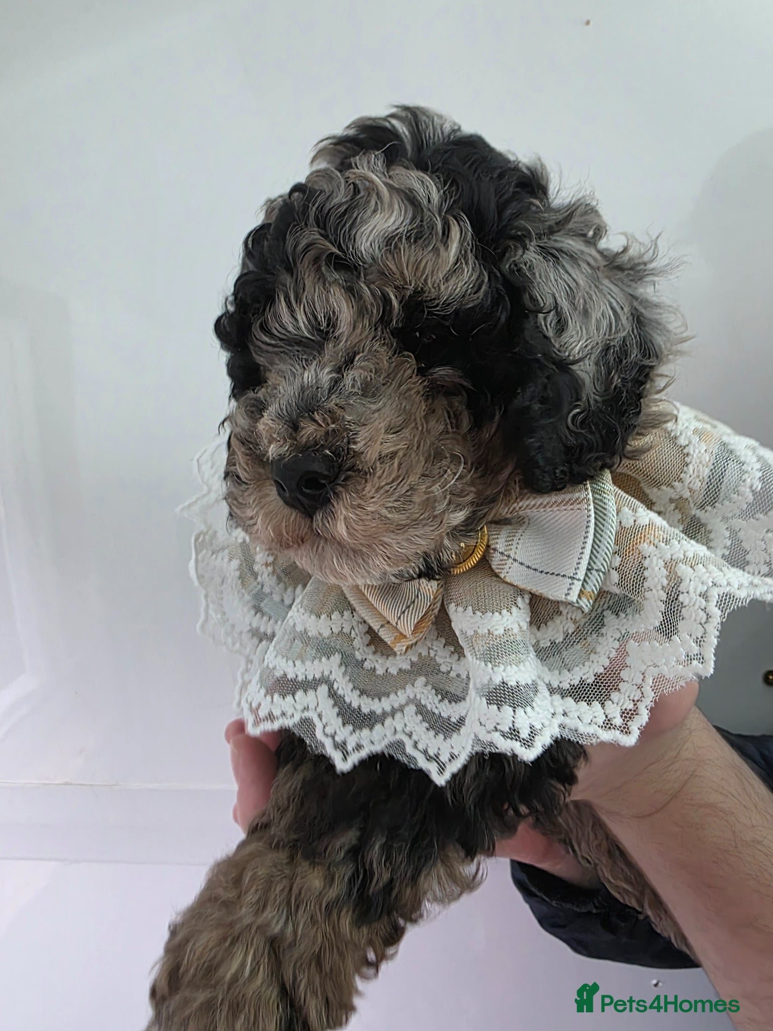 Cavapoo dogs Beautiful f1b cavapoo boys - Advert 7