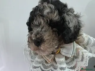 Cavapoo dogs Beautiful f1b cavapoo boys - Advert 2