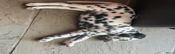 Dalmatian dogs for sale: Mr black - gorgeous black boy …..  - Advert 5