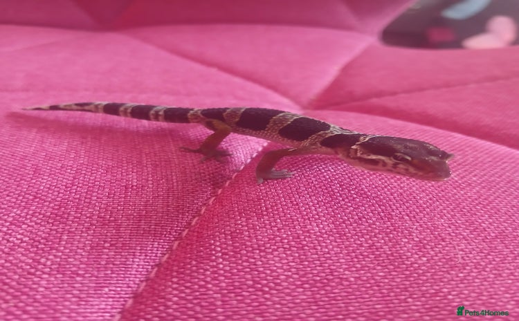 Leopard Gecko reptiles - Advert 7