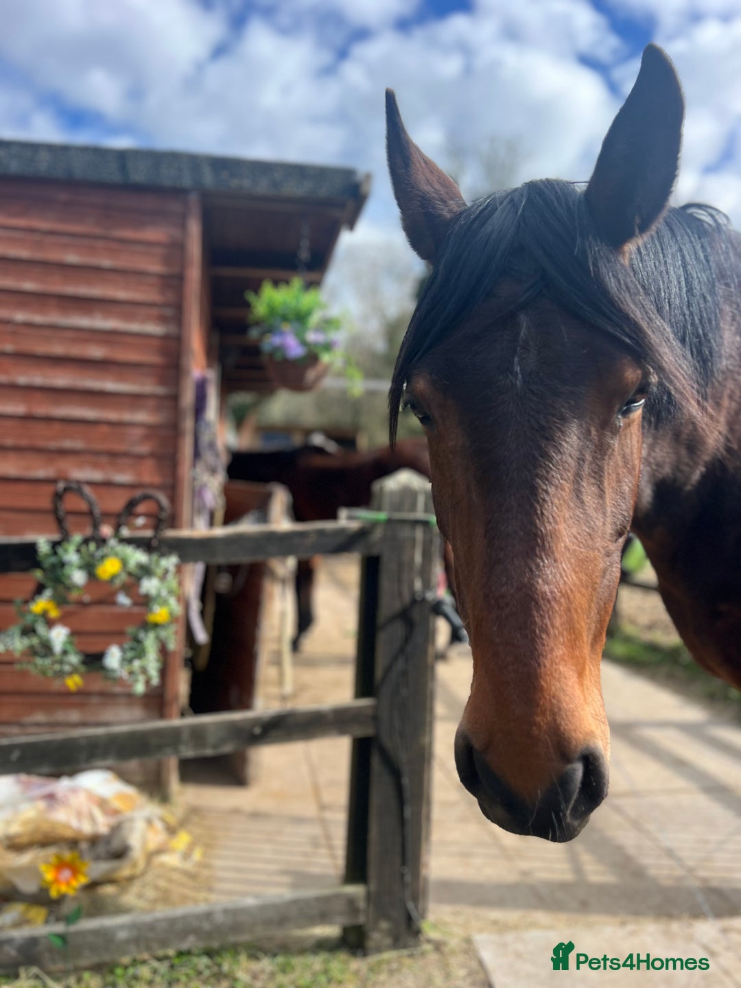 American Standardbred horses for sale: Bonnie ❤️🐴 - Image 5