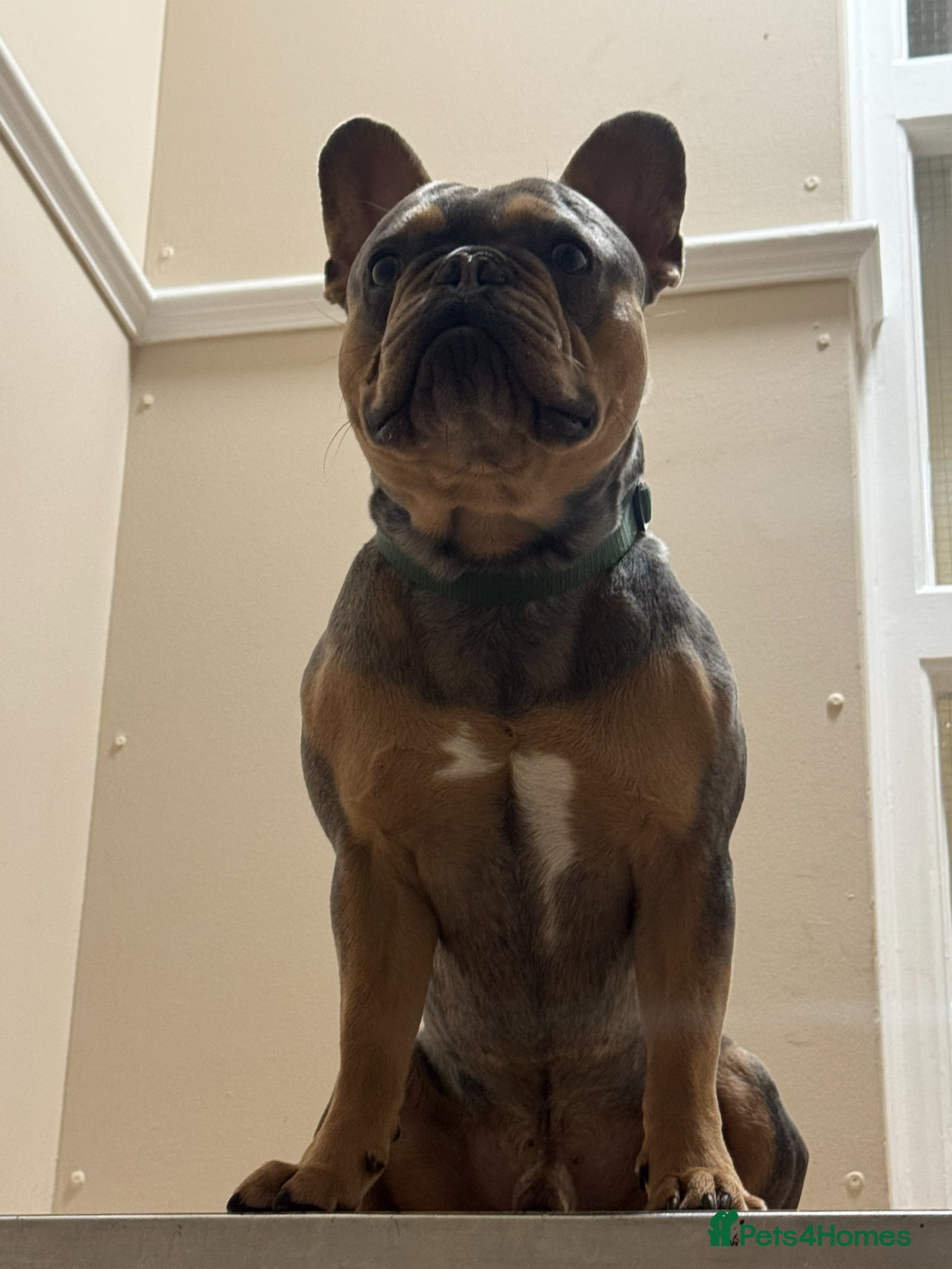 French Bulldog dogs for stud: Handsome 3yr old Frenchie Stud (full papers) - Advert 2
