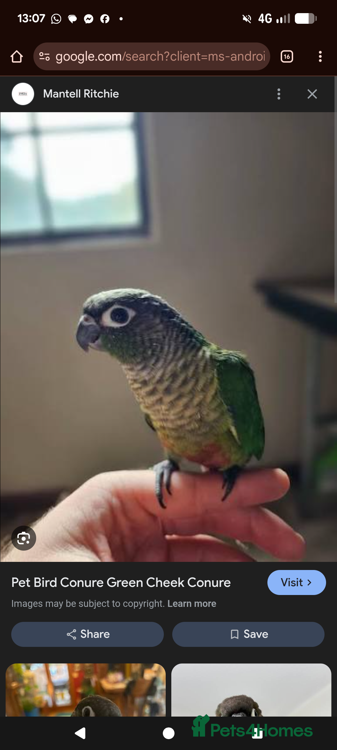 Conures birds Hand reared Baby male conure - Advert 9