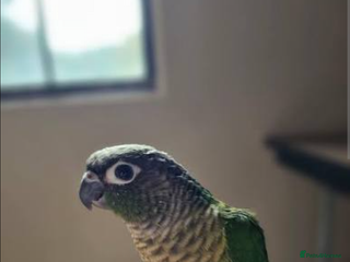 Conures birds Hand reared Baby male conure - Advert 18