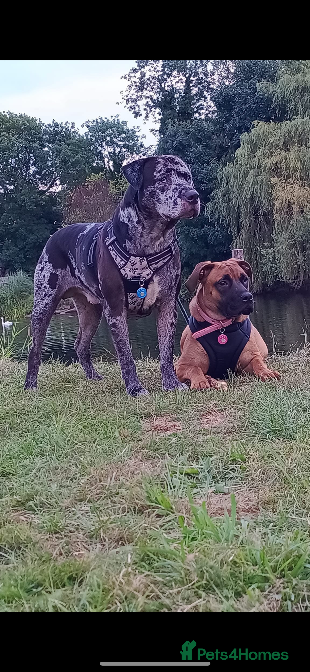 Mixed Breed dogs for sale: Mix American staffs  - Advert 5