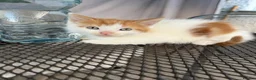 Mixed Breed cats for sale: Date of birth 18th August  - Advert 4