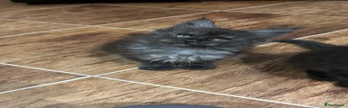 Maine Coon 4