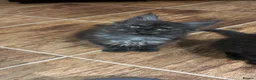 Maine Coon cats for sale: Ready Now TICA Registered Maine Coon Kittens - Advert 9