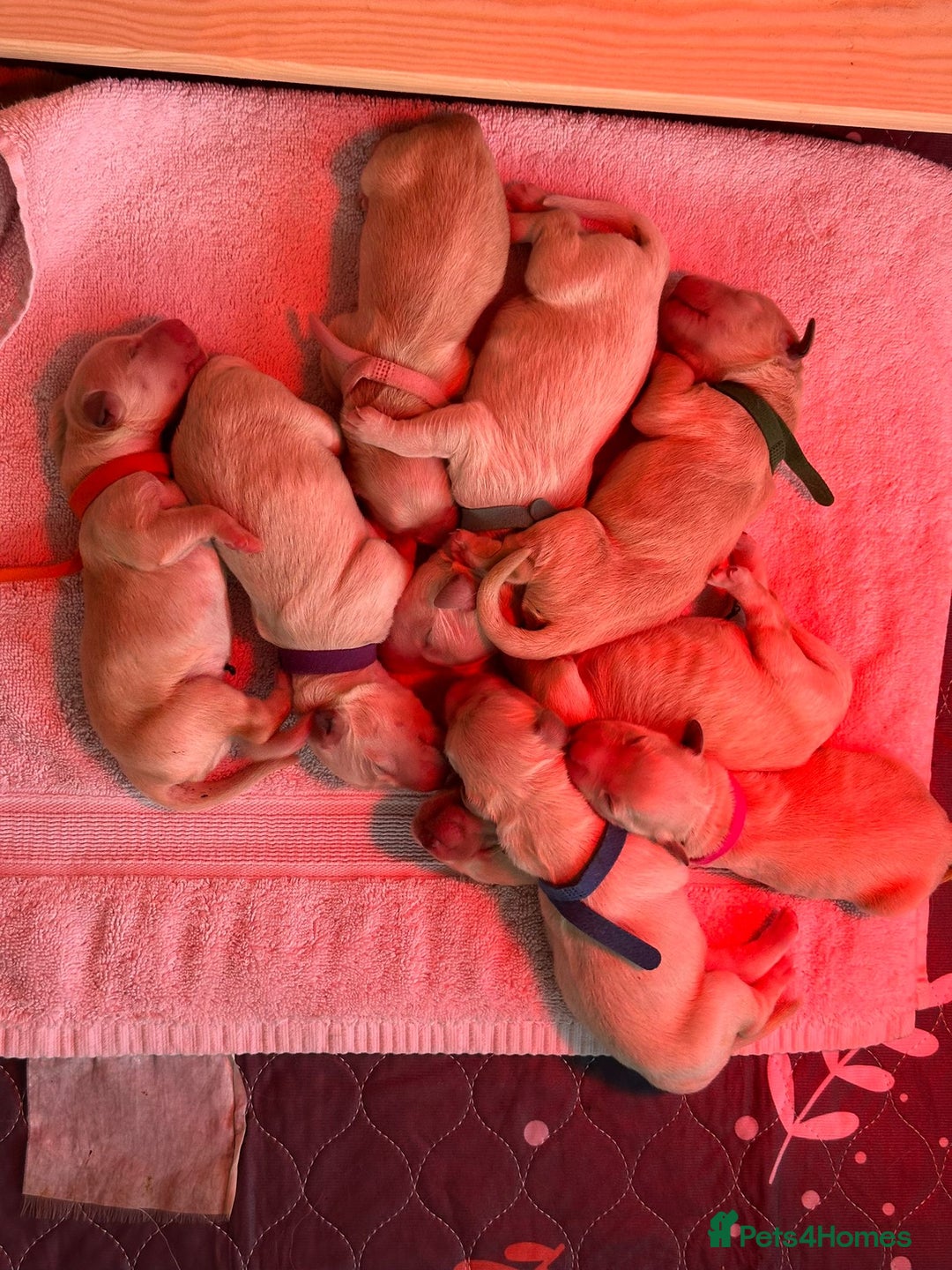 Golden Retriever dogs for sale: Pedigree Golden Retriver Puppies - Image 11