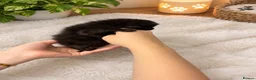 Mixed Breed cats for sale: Stunning kittens  - Advert 20